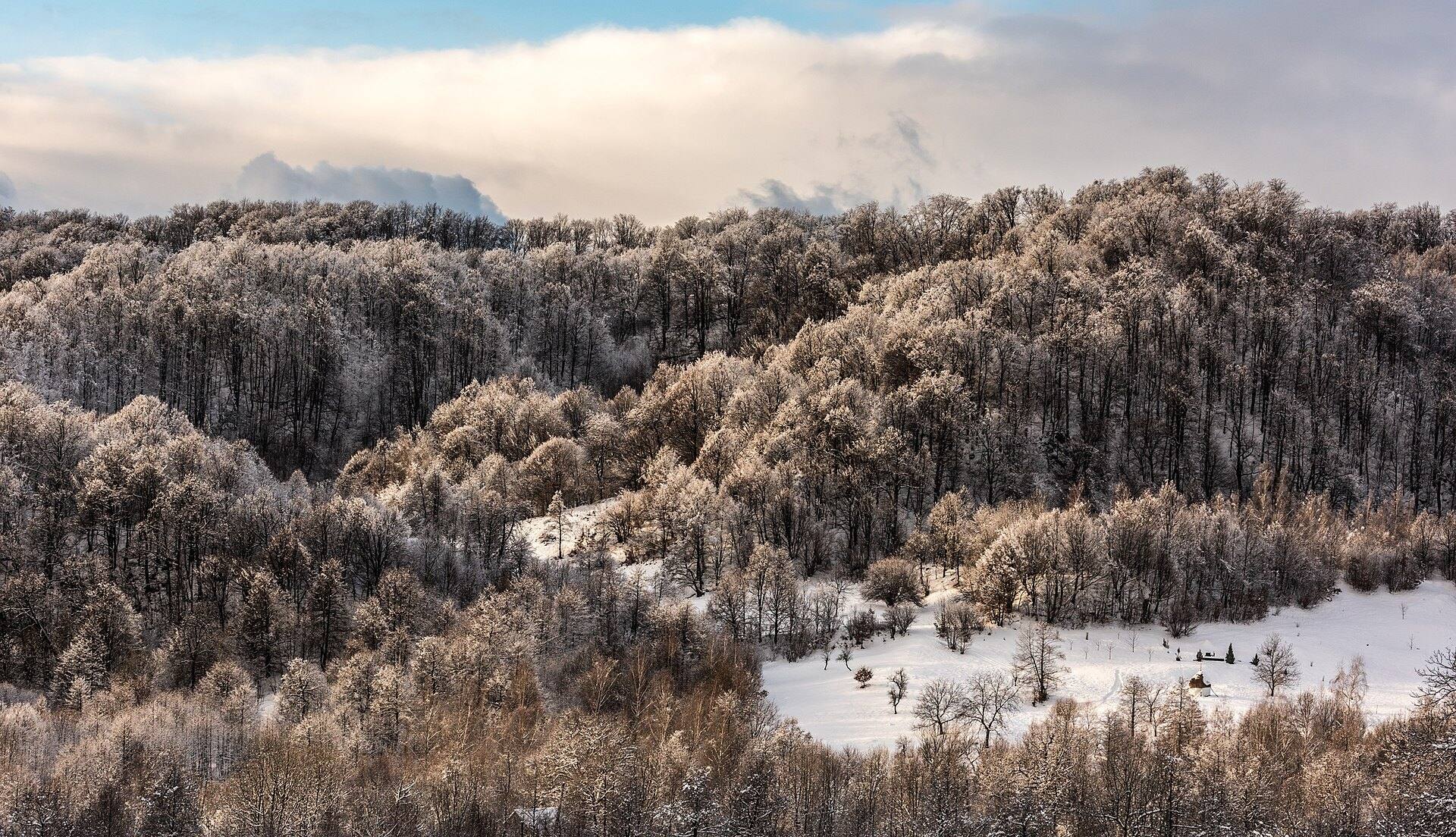 Pădure acoperită de chiciură în Maramureș, sub un cer înnorat.