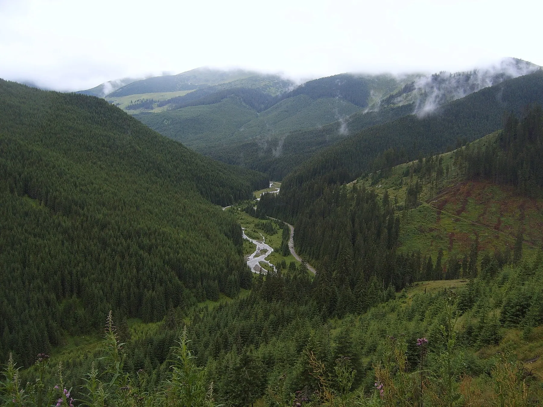 Vale împădurită la Pasul Prislop, cu drumul șerpuind printre brazi și nori pe creste.
