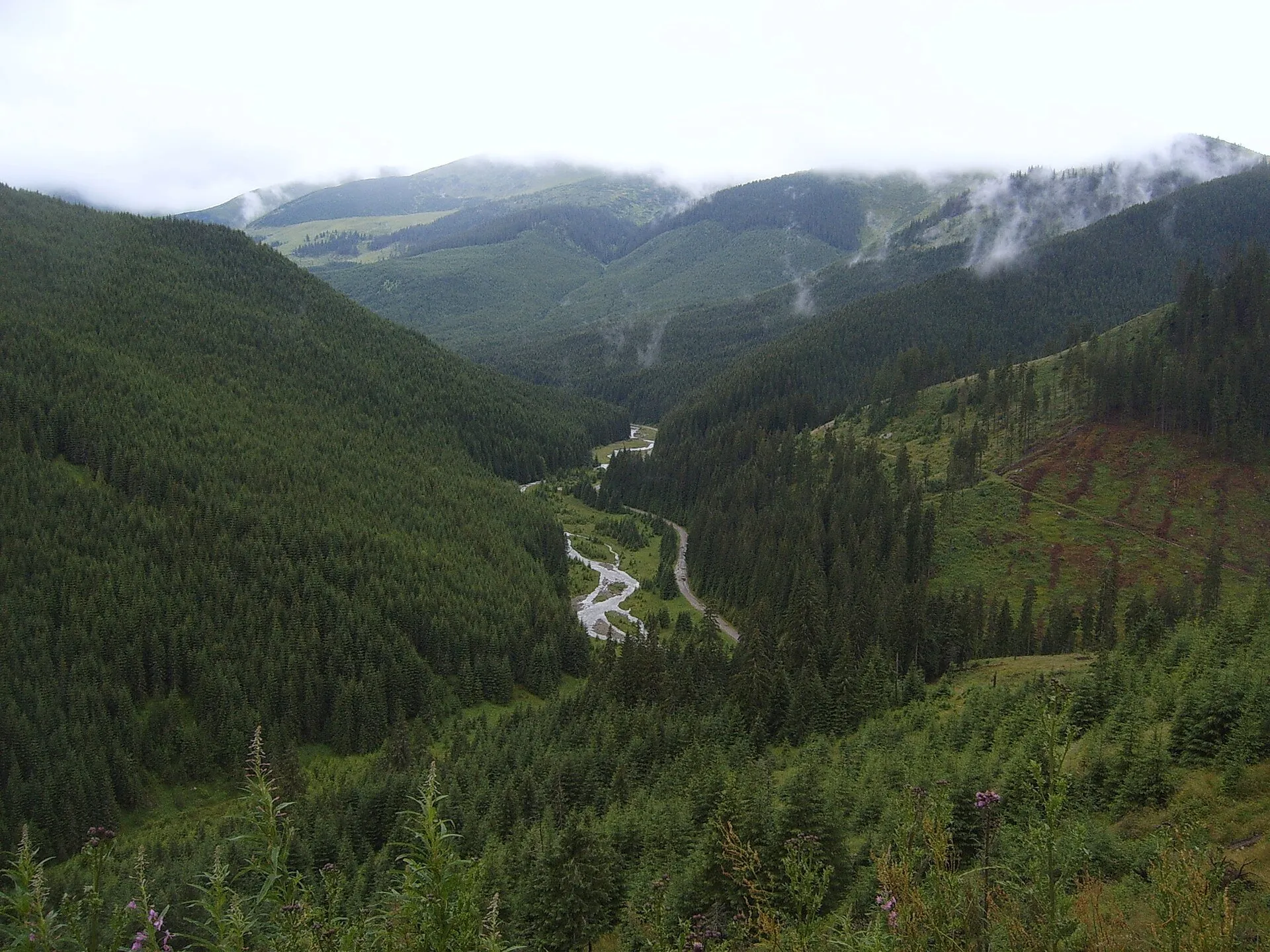 Vale împădurită la Pasul Prislop, cu drumul șerpuind printre brazi și nori pe creste.