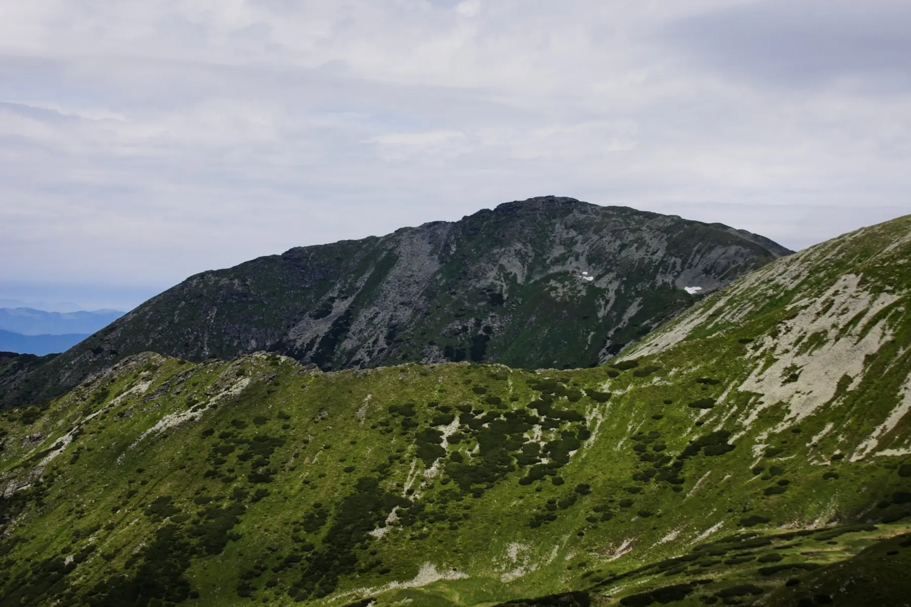 Vârful Pietrosul Rodnei vara, cu pante verzi acoperite de jnepeni.