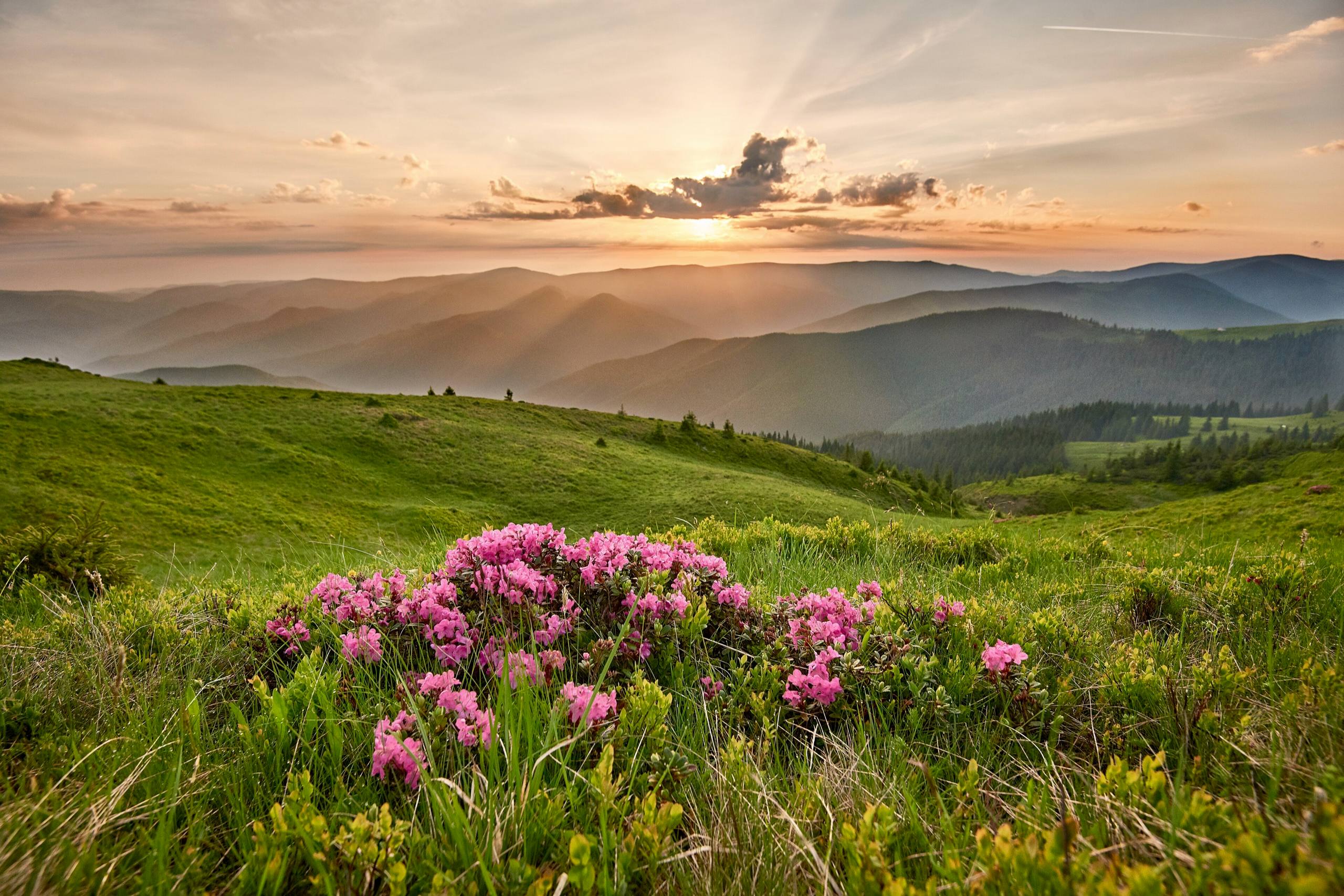 Rododendroni înfloriți pe o pajiște din Munții Rodnei, la răsărit.